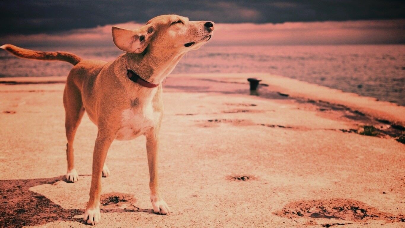 Собака на пирсе обои