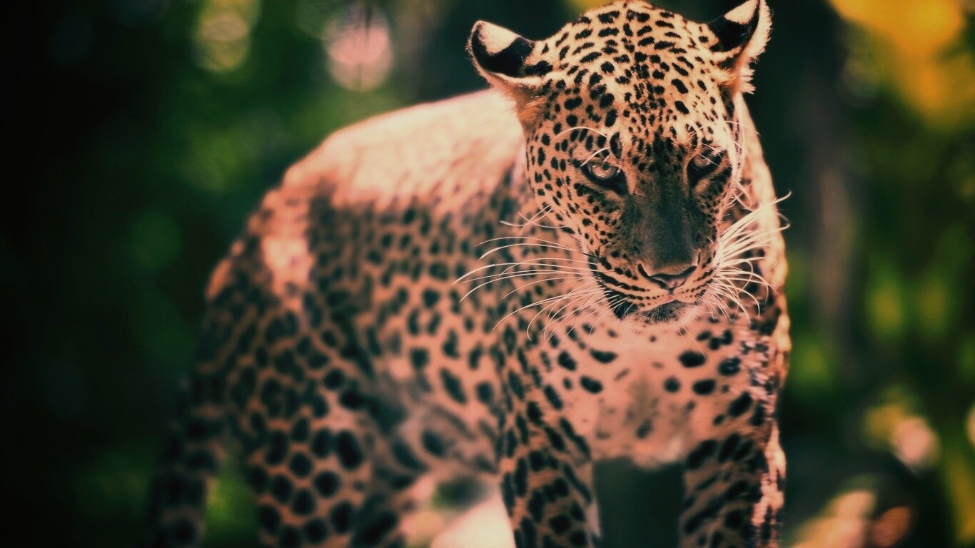 Леопард в сингапурском зоопарке обои