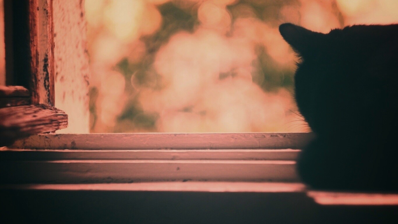 Дремлющий на окне черный кот обои