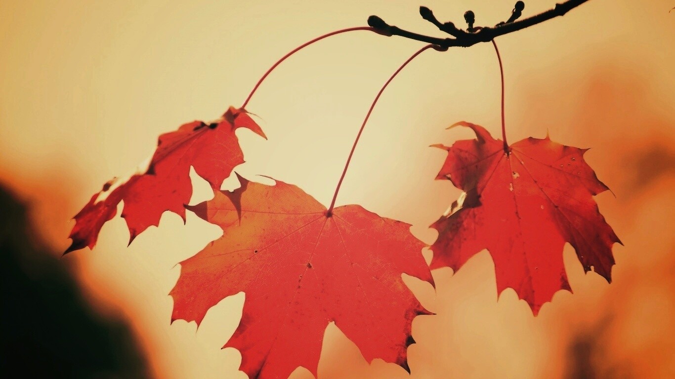 Покрасневшие листья клена обои