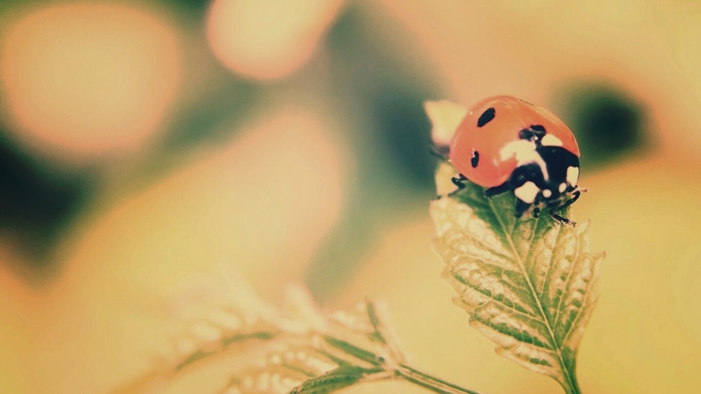 Божья коровка в макро обои