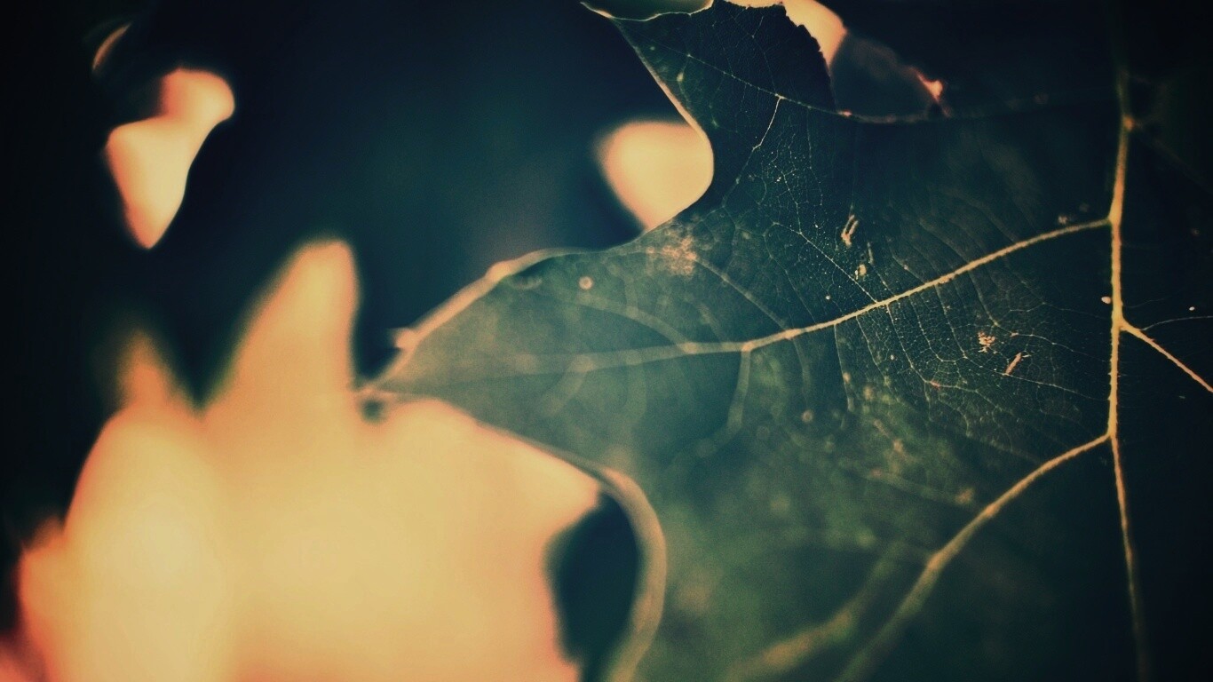 Темно-зеленый лист в макро обои