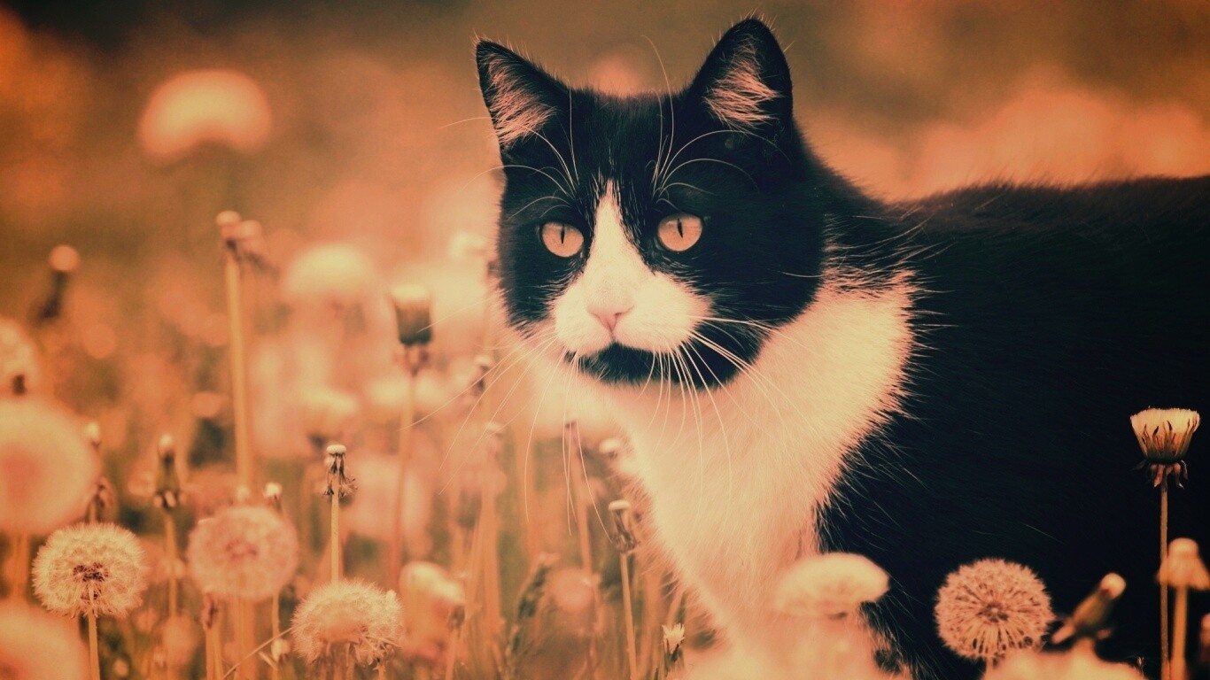Кот в одуванчиках обои