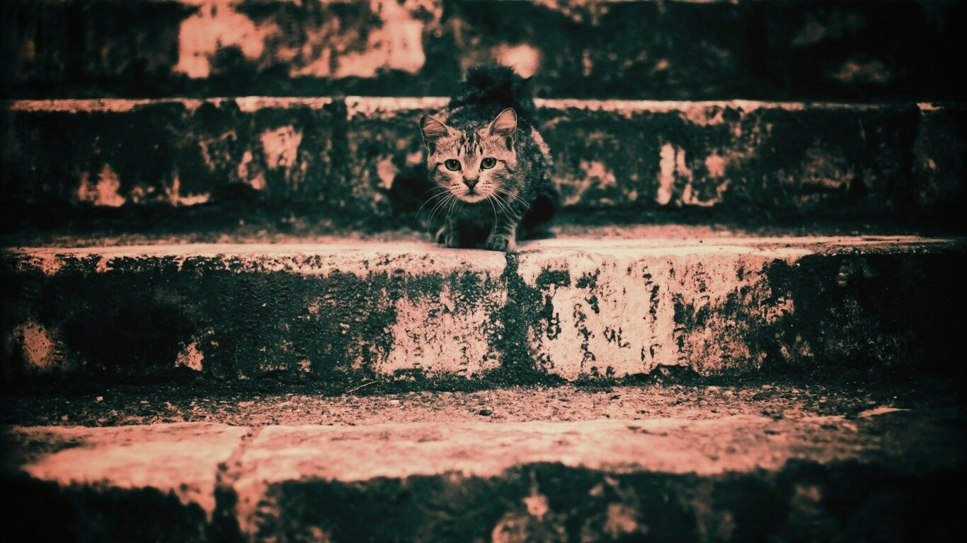 Растрепанная кошка на ступеньках лестницы обои