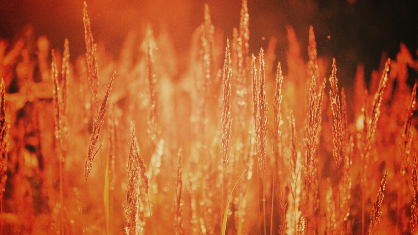 Рожь обои
