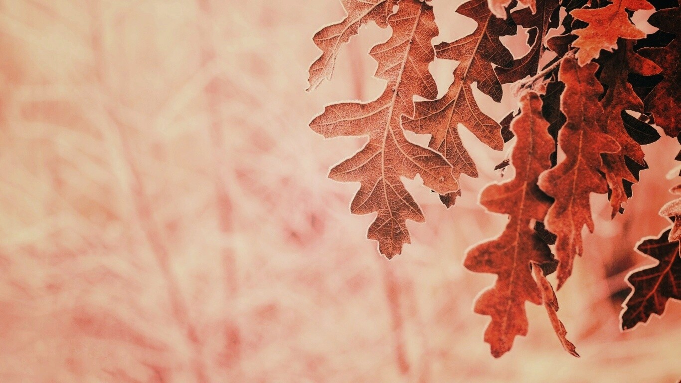 Дубовые листья обои