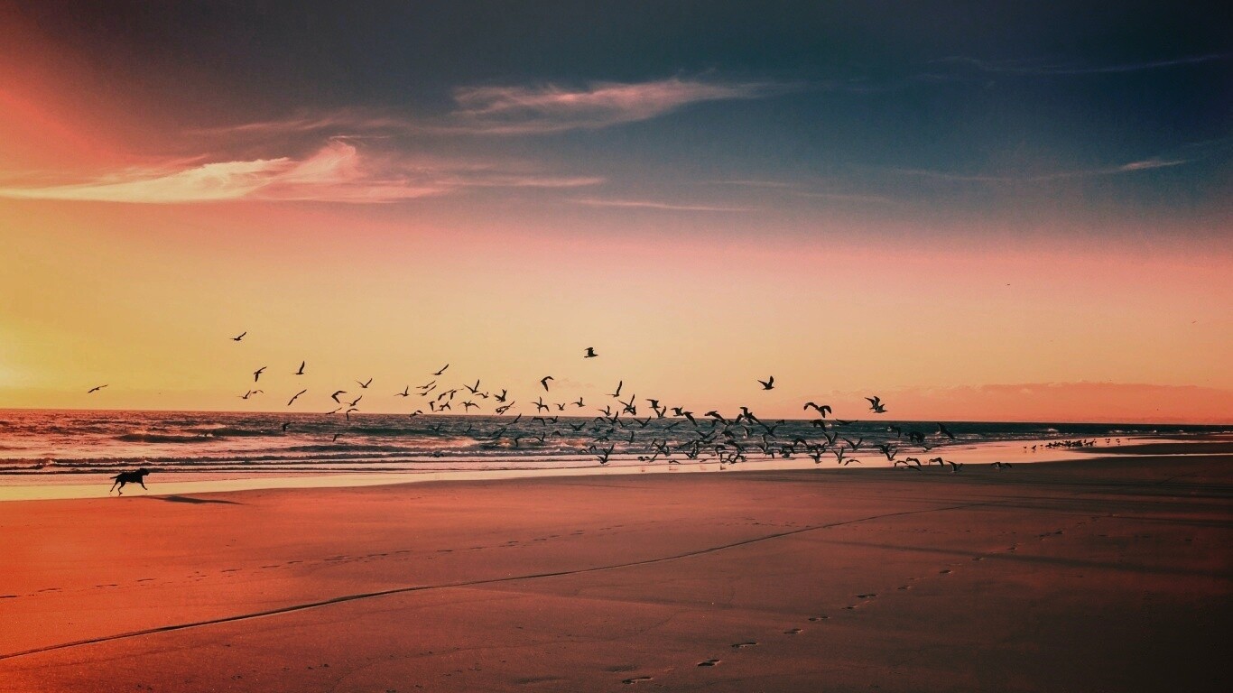 Стая птиц на пляже обои
