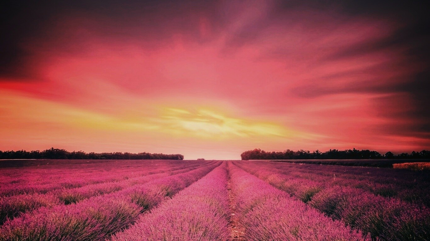 Поле фиолетовых цветов на закате обои