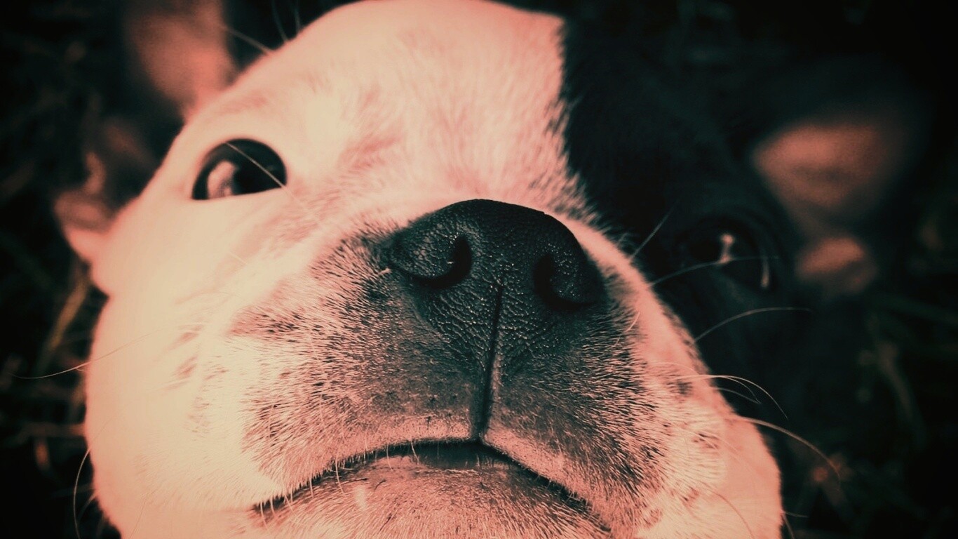 Бостонский терьер обои