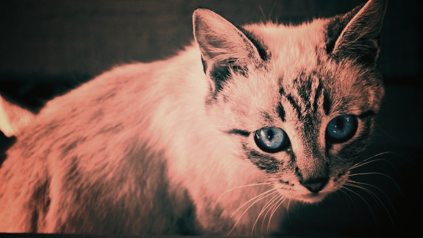 Котенок с синими глазами обои