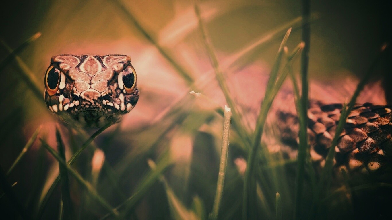 Змея в траве обои