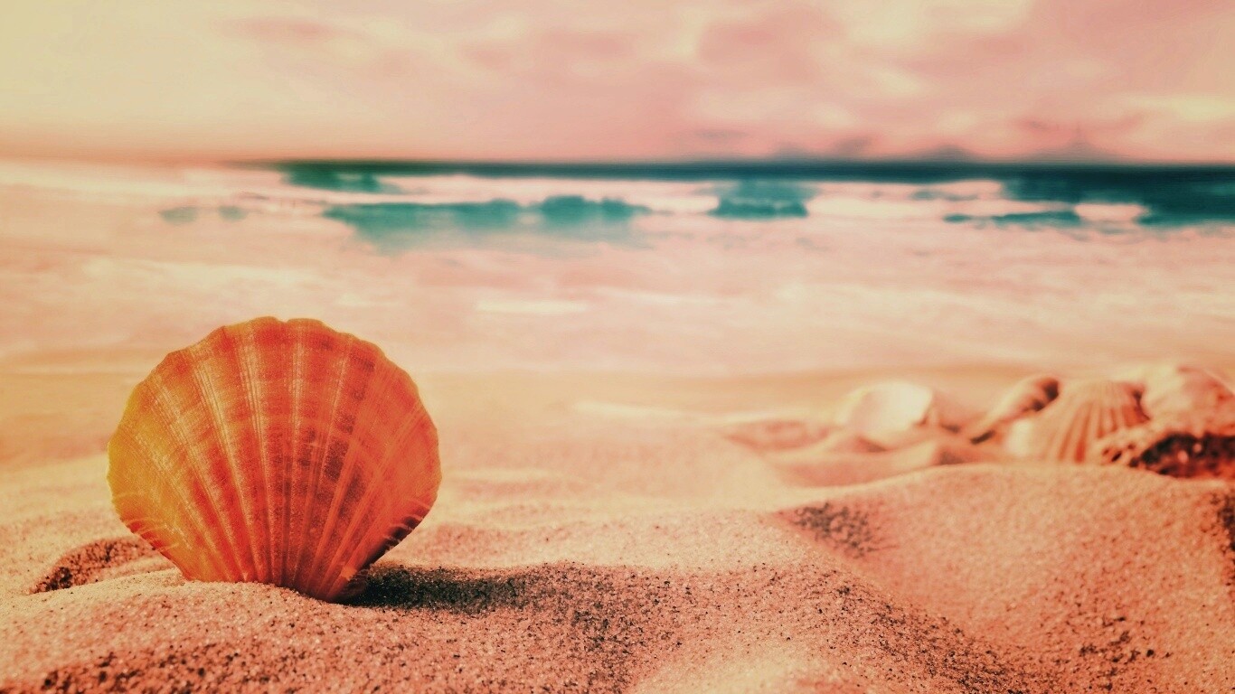 Раковина на летнем бережке обои