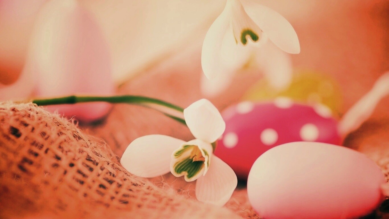 Белый цветок и яйца обои