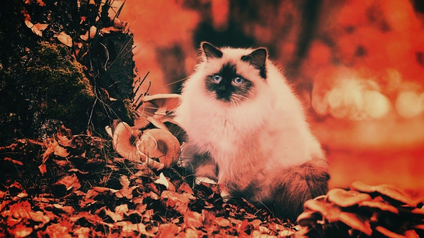 Пушистый кот среди пожелтевшей листвы обои