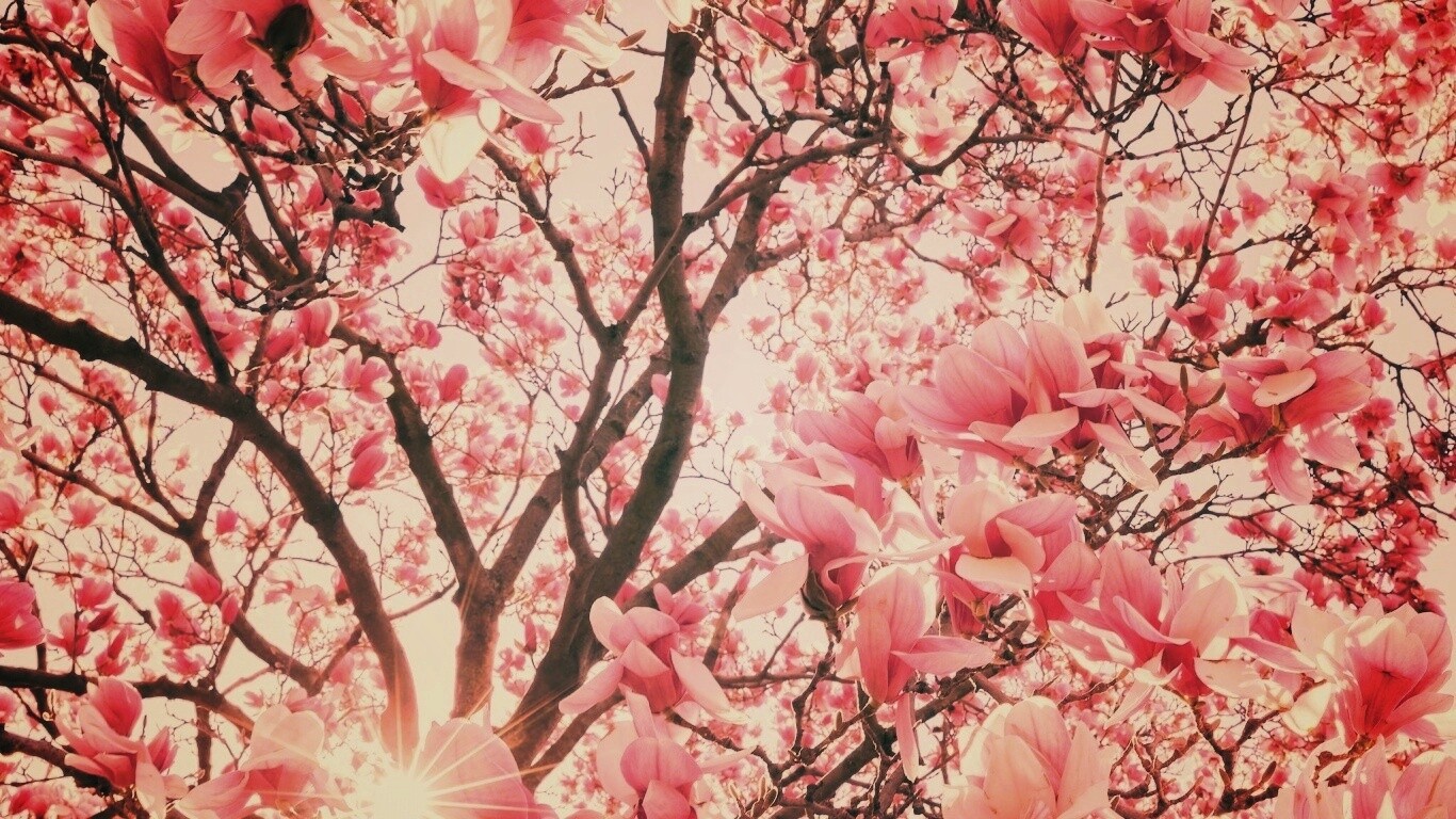 Магнолия обои