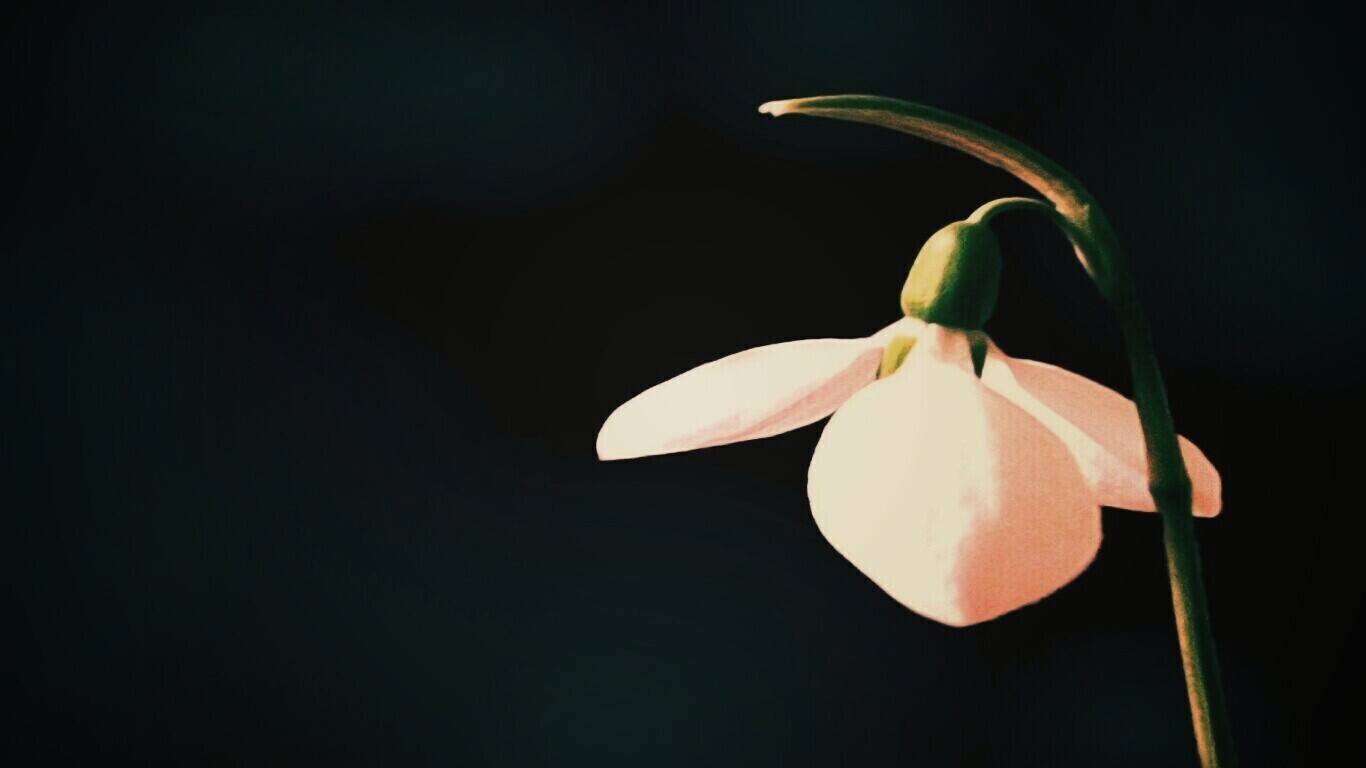 Белый цветок обои