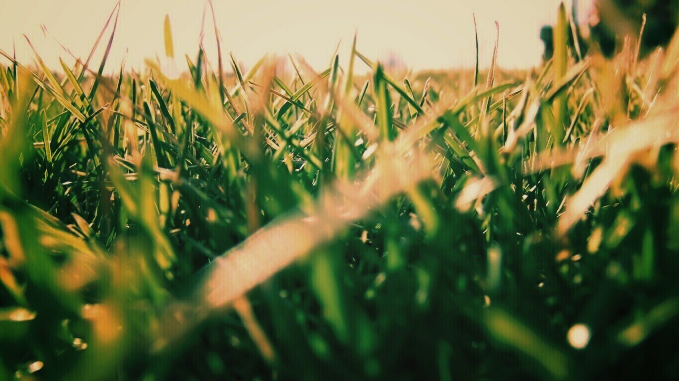 Трава обои