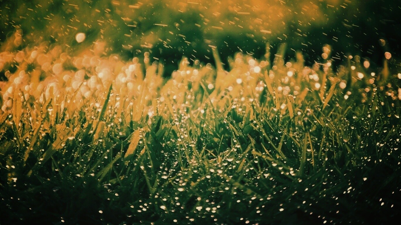 Роса на траве обои