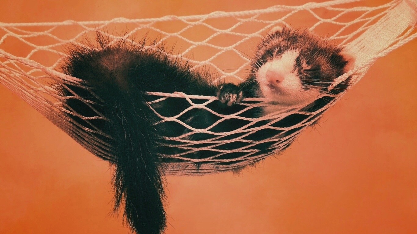 Хорек в гамаке обои