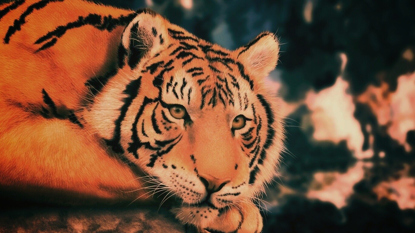 Грустный тигра обои