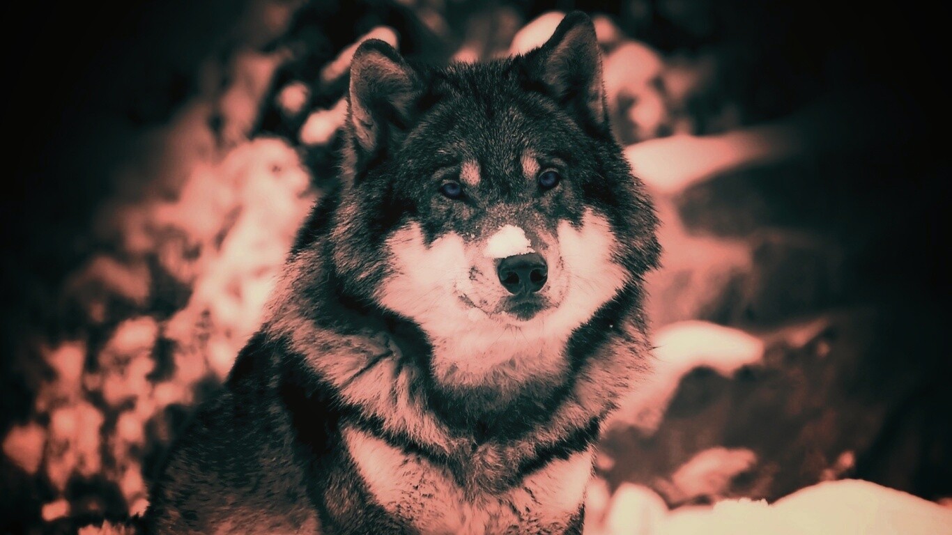 Волк с синими глазами обои