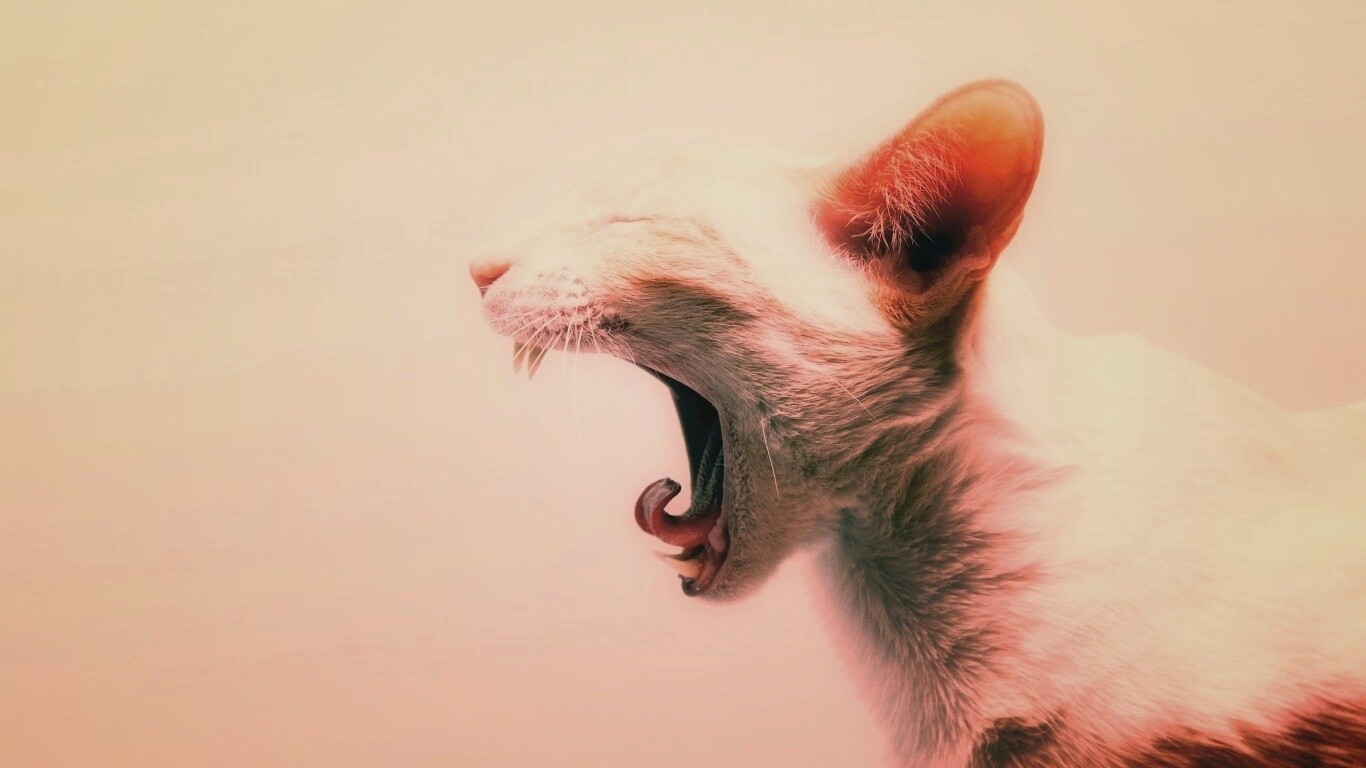 Кошака-зевака обои