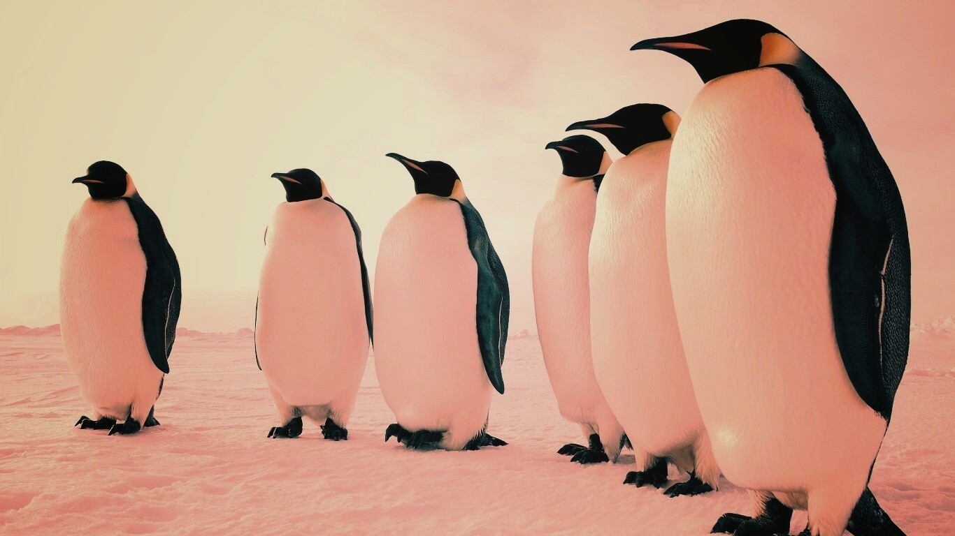 Слет пингвинов обои