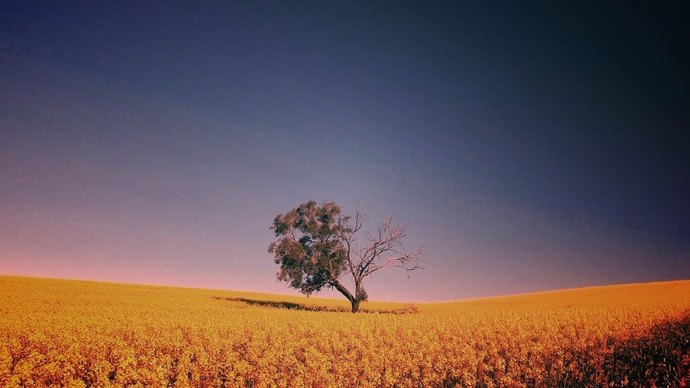Дерево в поле обои