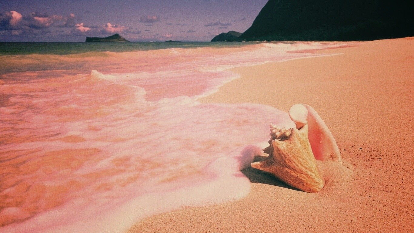 Морская раковина обои