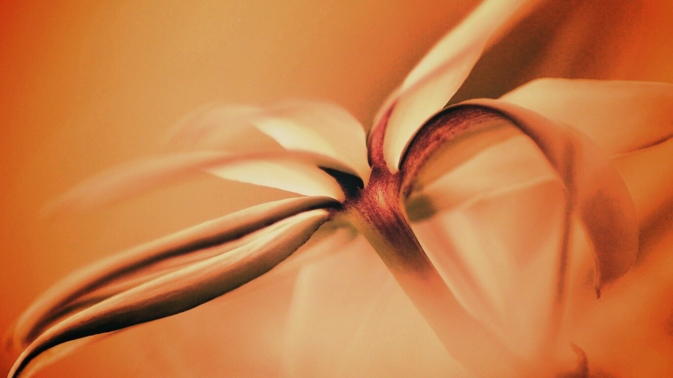 Цветок обои