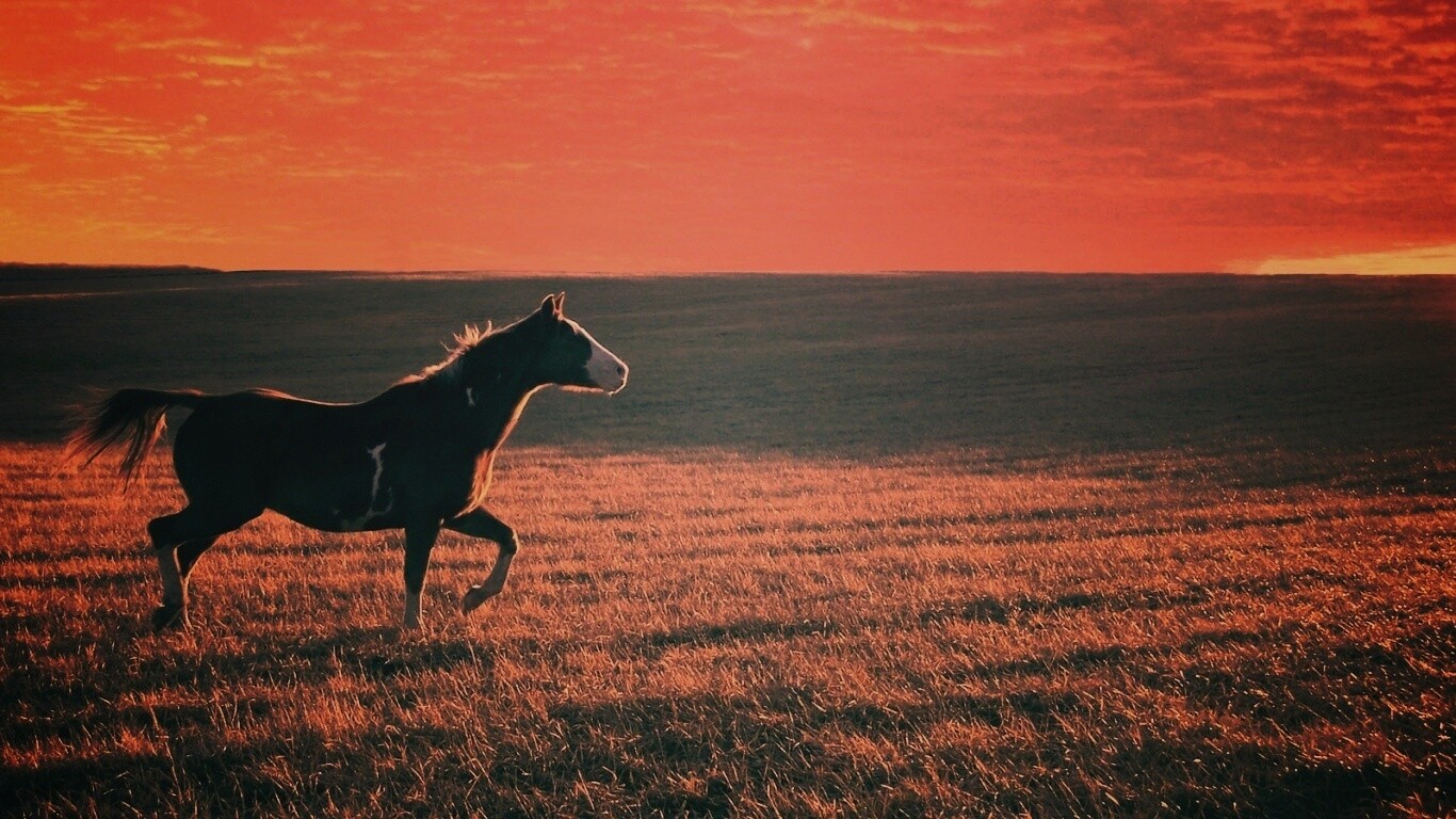 Мустанг обои