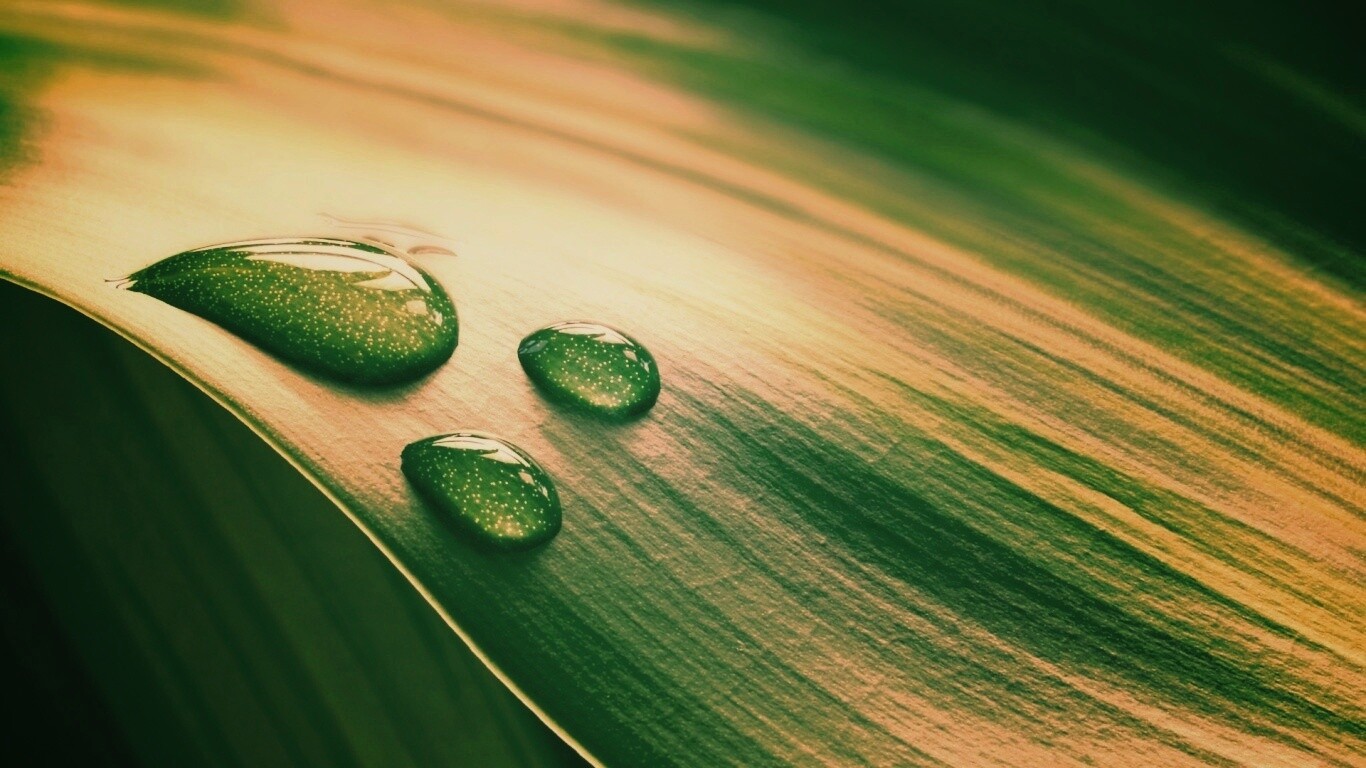 Капли на зеленом листе обои