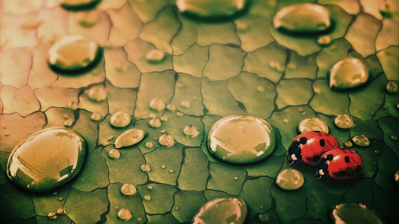 Божьи коровки обои