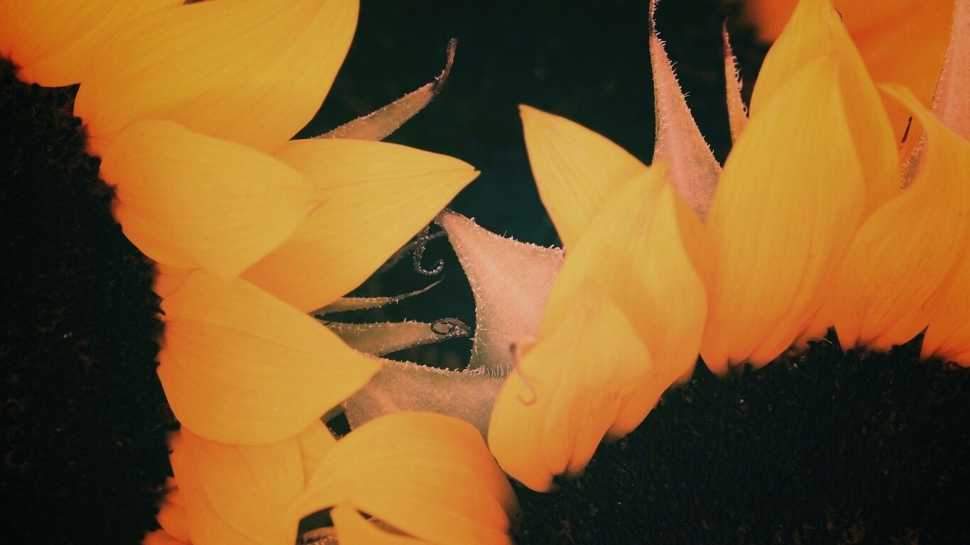 Подсолнухи обои