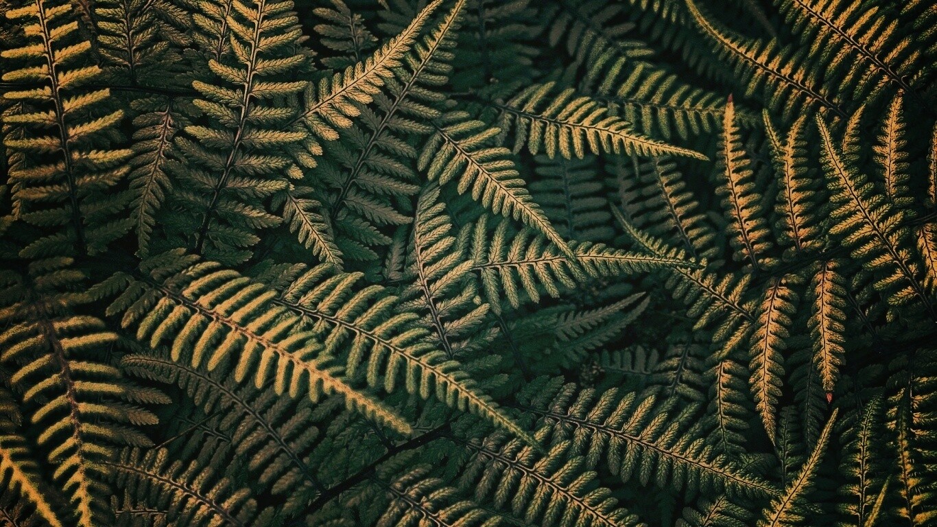 Папоротник обои