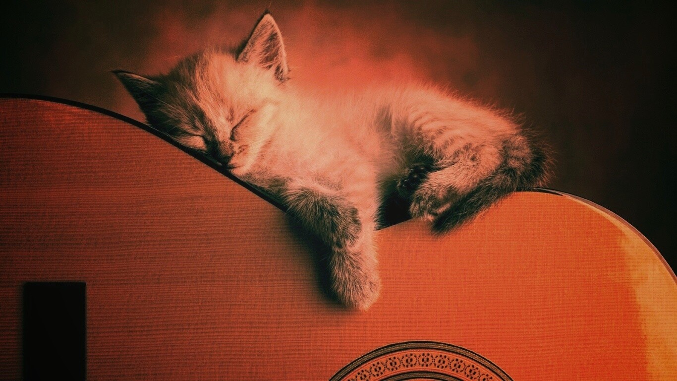 Котенок на гитаре обои