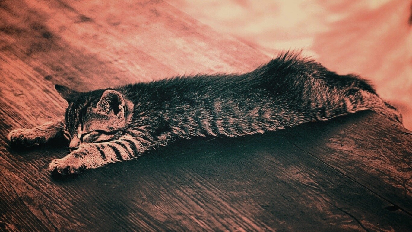 Растянувшийся кошара обои