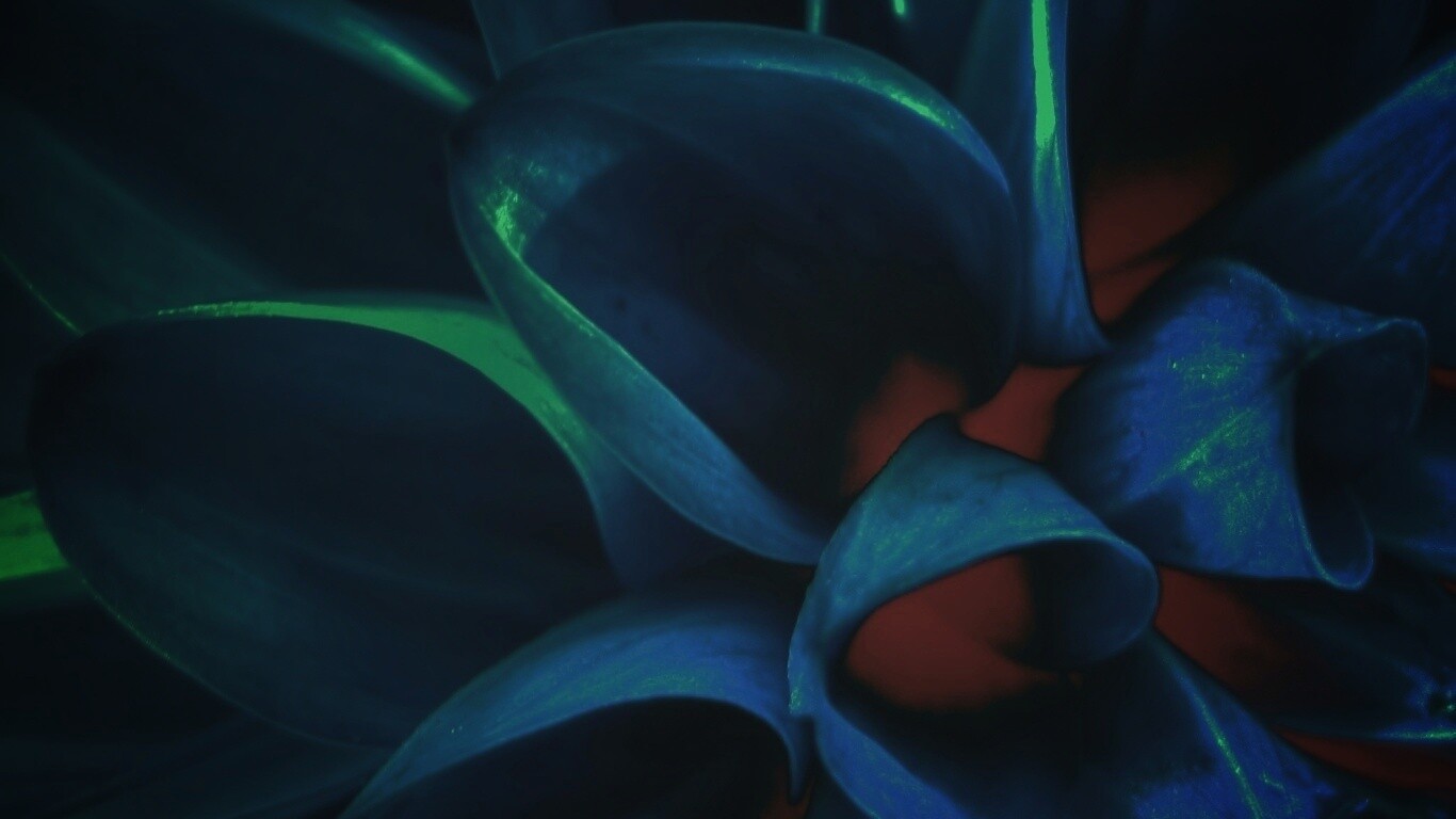 Лепестки обои