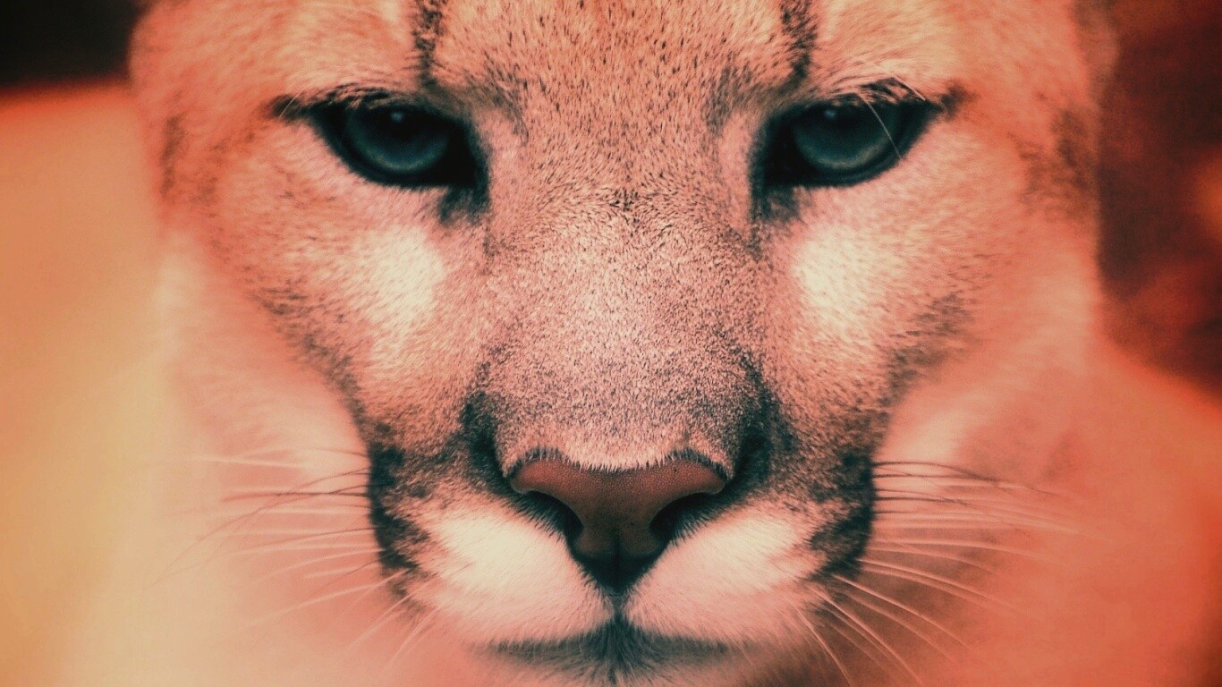 Взгляд большой кошки обои