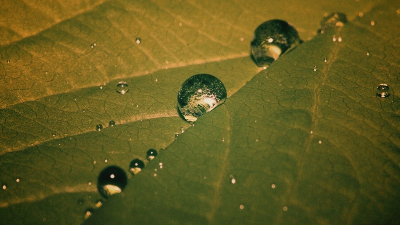 Капли на листе обои