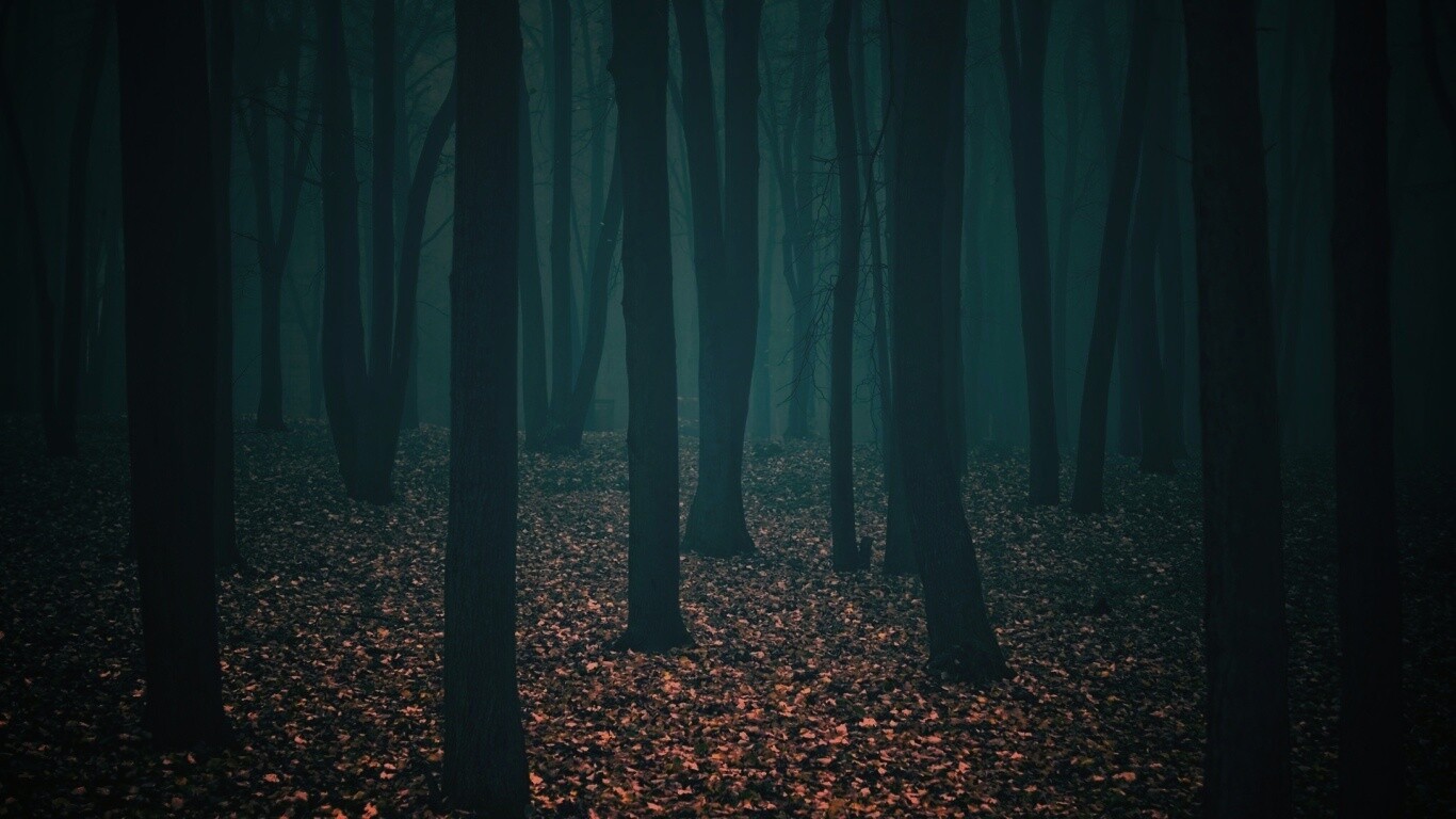 Таинственный лес обои