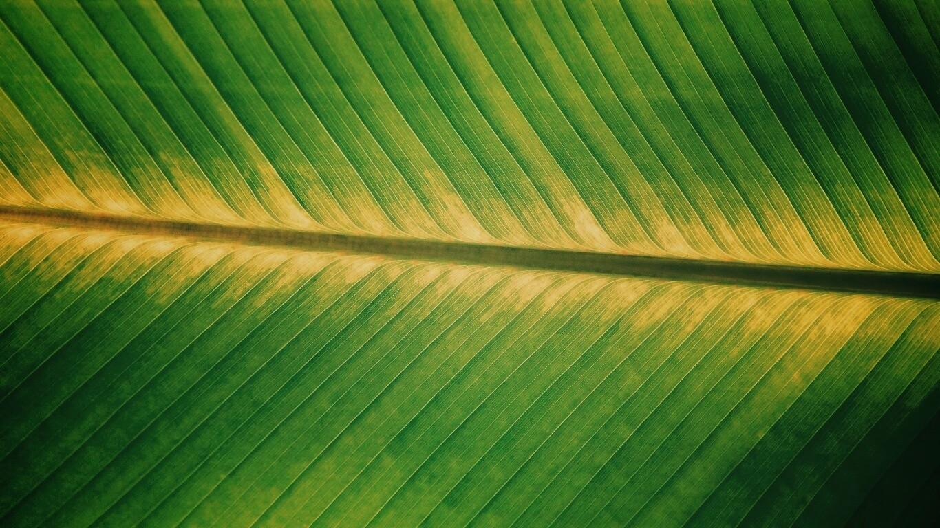 Пальмовый лист на солнце обои