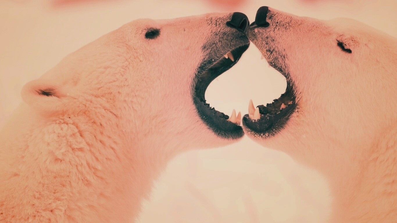 Полярные медведи обои