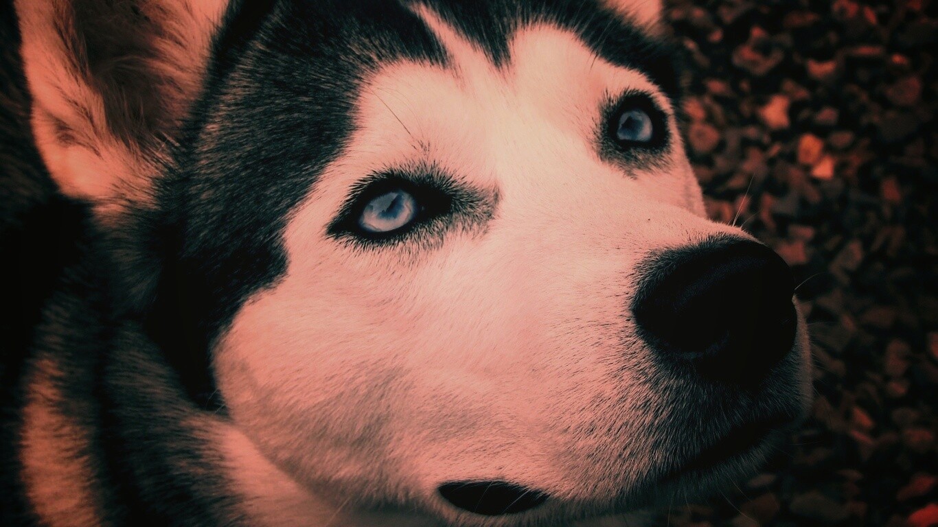 Собака хаски обои