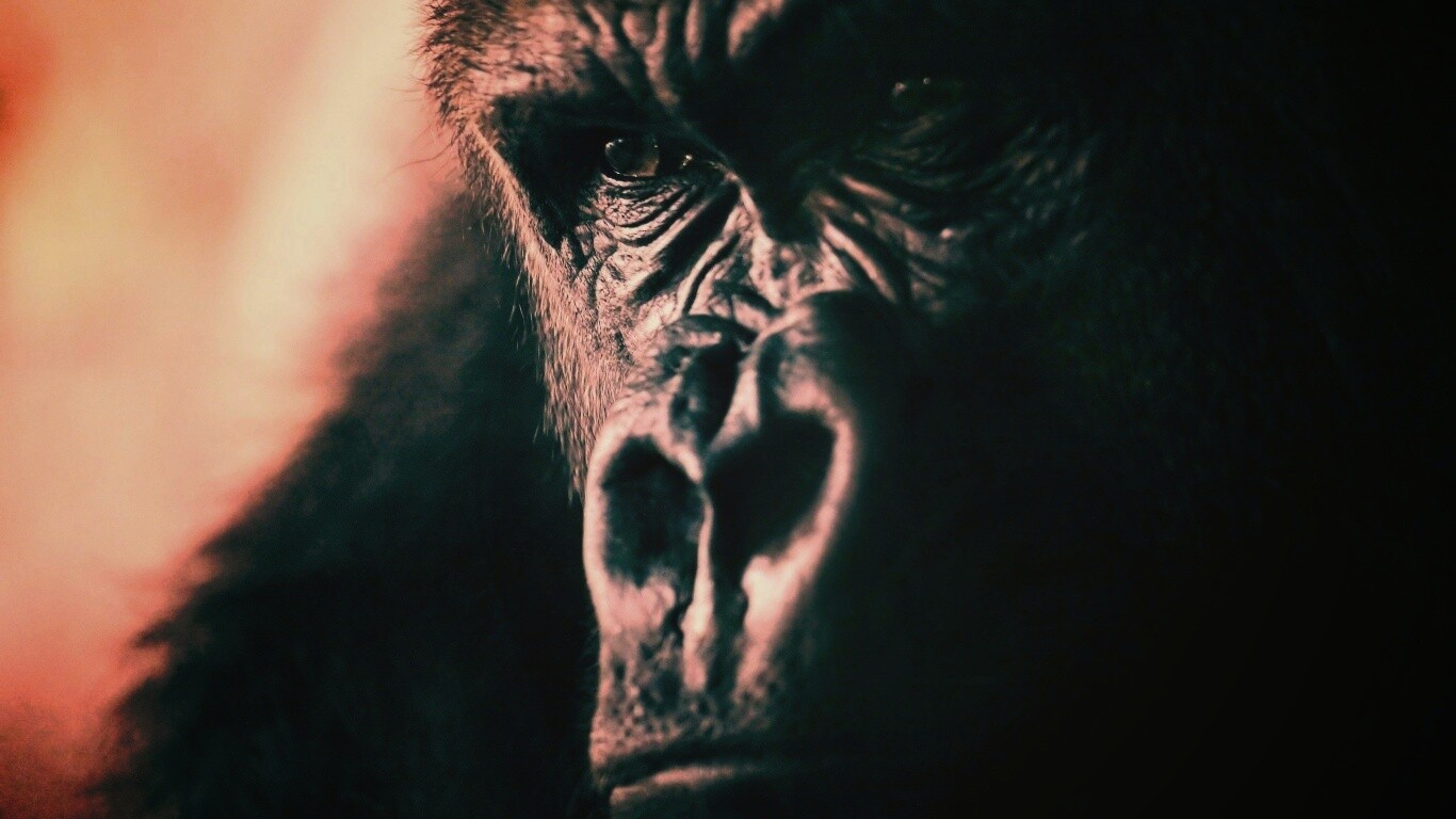 Фото орангутанга обои