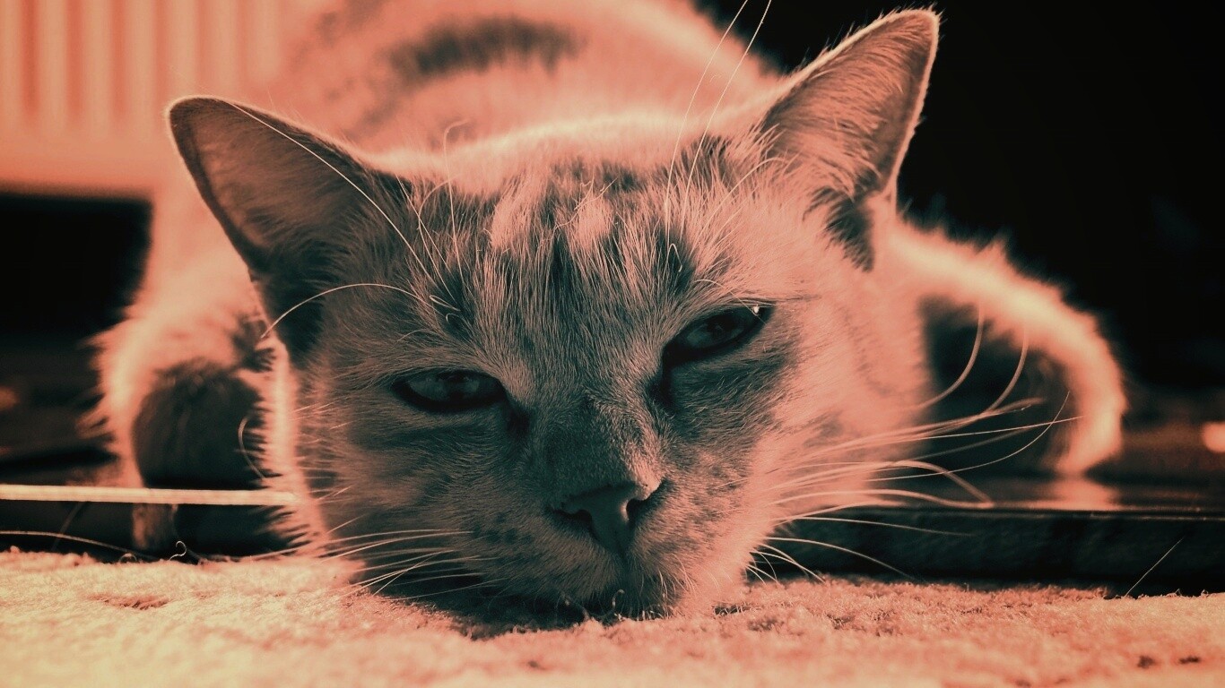 Кошара обои