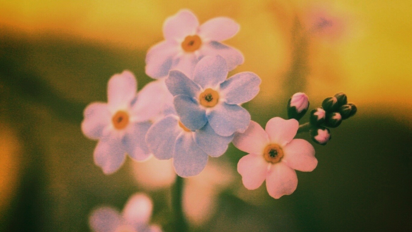 Обои цветов обои