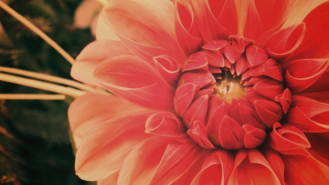 Аленький цветочек обои