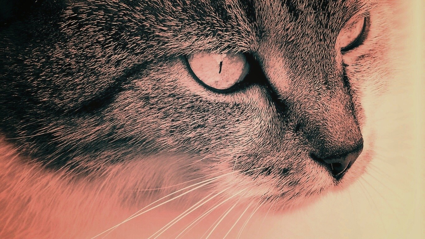 Очень красивый кот обои