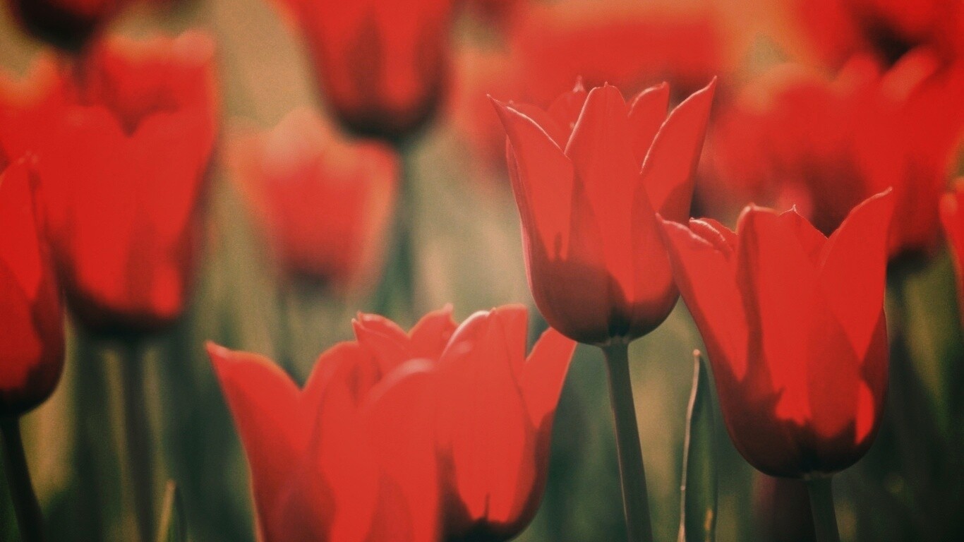 Красные цветы обои